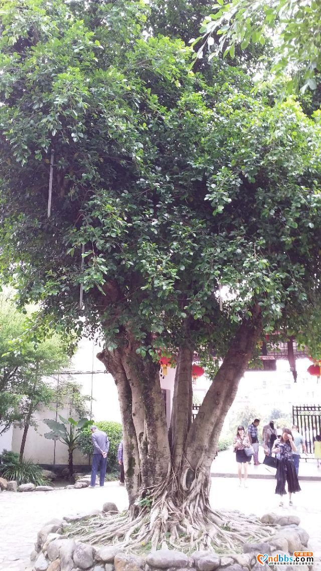 我的中国行(一二六)丨福建省宁德市蕉城区南际公园-49.jpg