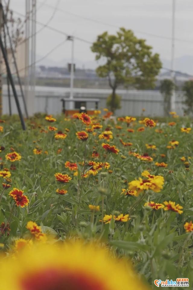 宁德市区这个花海公园太美了！快来解锁宁德限量版春天-5.jpg