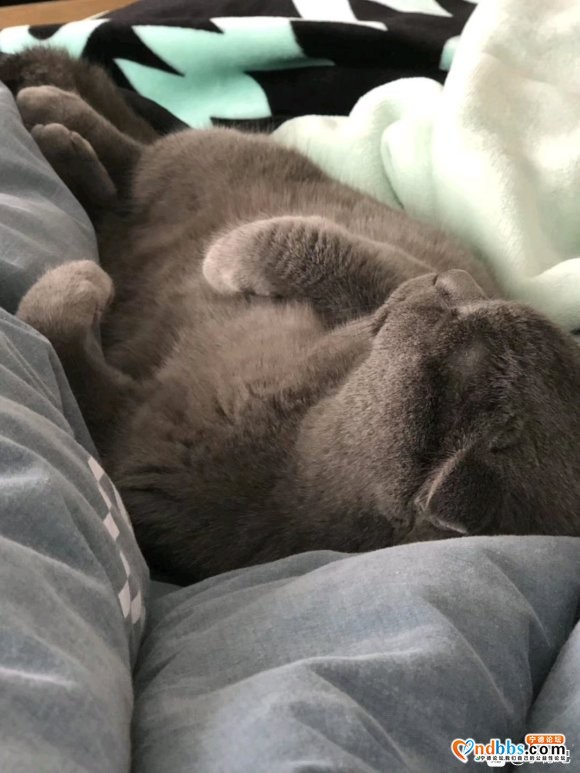 想在养只猫 有没有谁要卖猫的-1.jpg