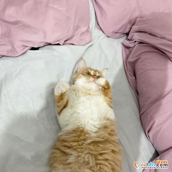 想在养只猫 有没有谁要卖猫的-1.jpg