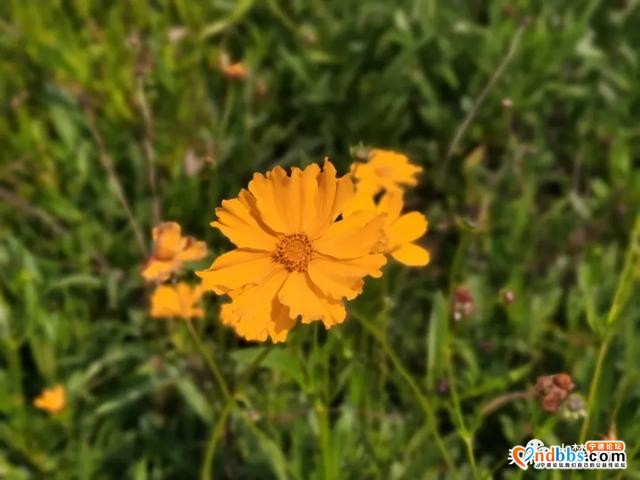 宁德又新添一处花海公园，春暖花开待君至～-6.jpg