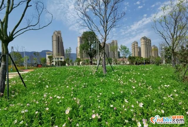 宁德又新添一处花海公园，春暖花开待君至～-11.jpg