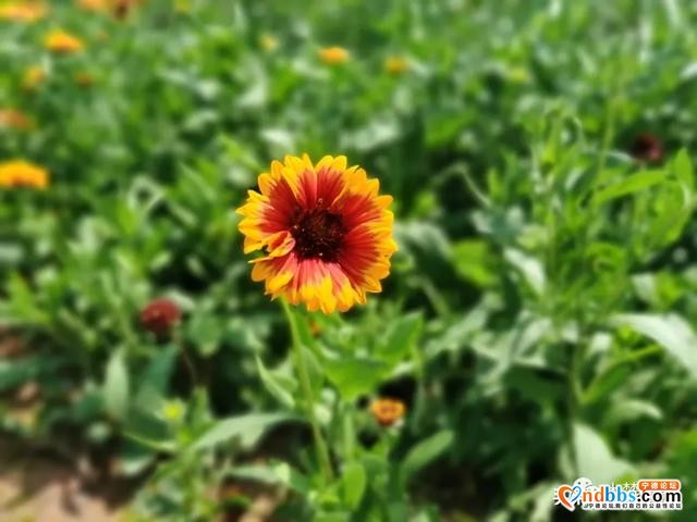 宁德又新添一处花海公园，春暖花开待君至～-7.jpg