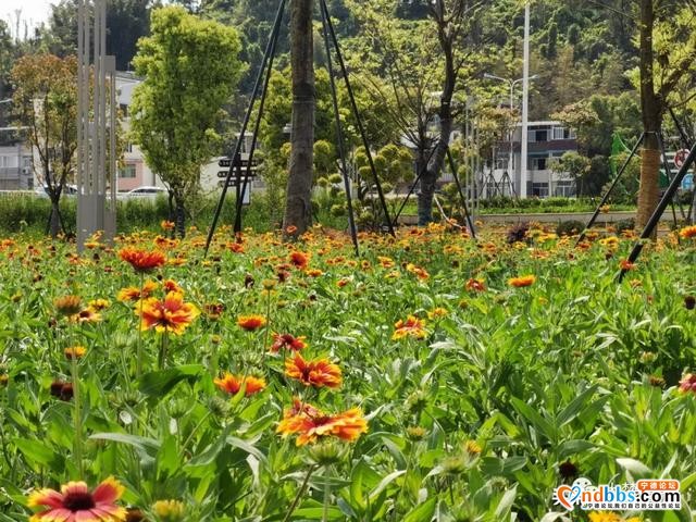 宁德又新添一处花海公园，春暖花开待君至～-10.jpg