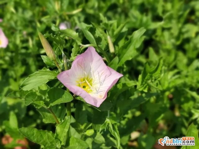 宁德又新添一处花海公园，春暖花开待君至～-9.jpg