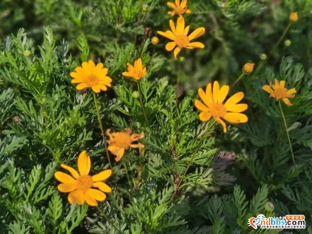 宁德又新添一处花海公园，春暖花开待君至～-8.jpg