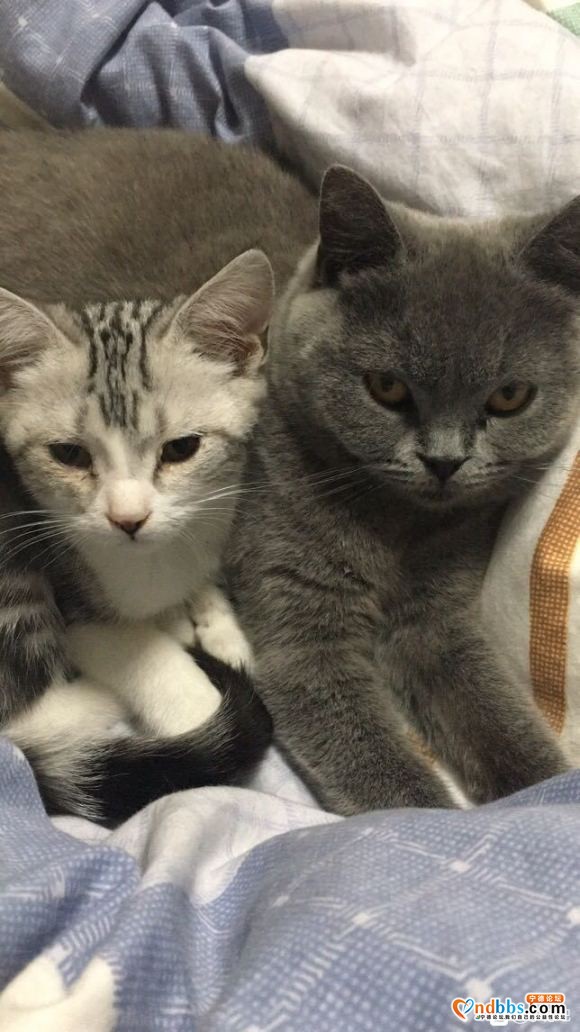 宁德有没有可以领养小猫的，最好是橘猫，养了2只还是想要只橘猫-2.jpg