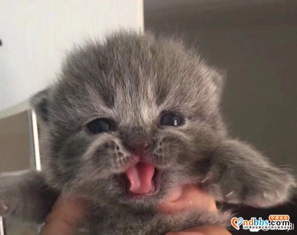 英短蓝猫蓝白渐层，因繁育计划改变，清笼巨惠！800！欢迎上门-3.jpg