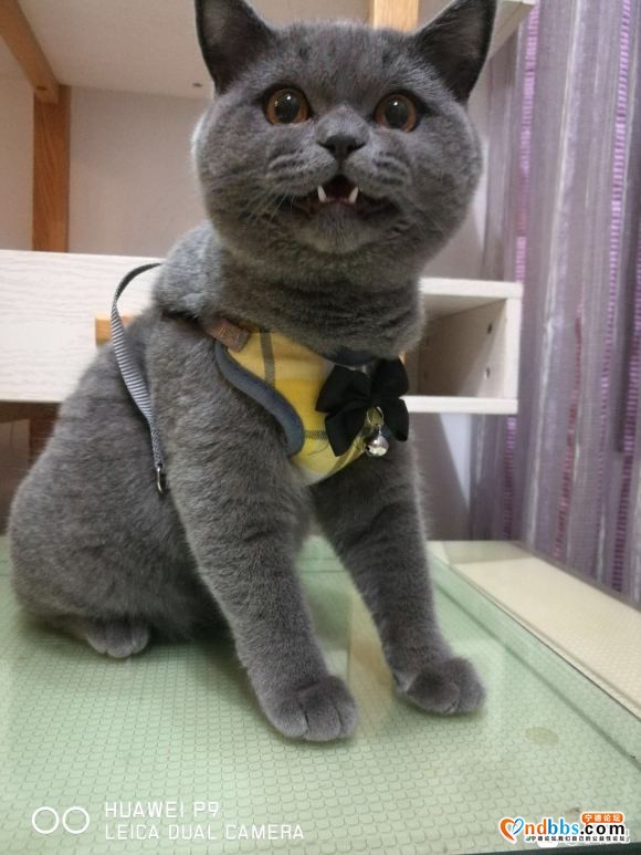 英短蓝猫蓝白渐层，因繁育计划改变，清笼巨惠！800！欢迎上门-5.jpg