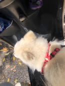 帮狗子找主人！！！在宁德市后岗东方医院十字路口斑马线上跑来跑-2.jpg