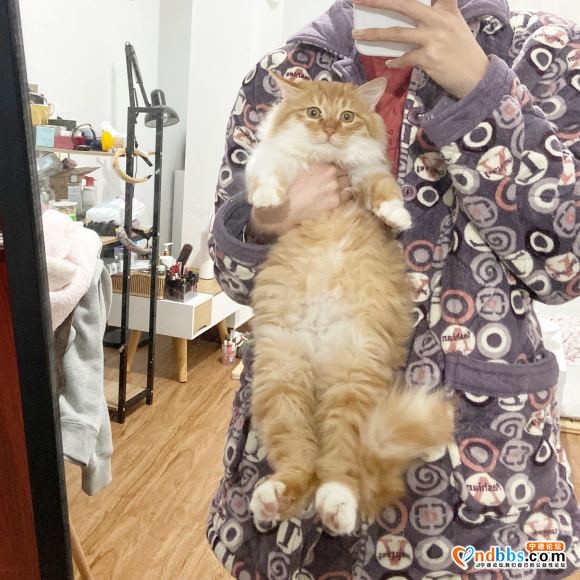 长毛橘有人要吗-2.jpg