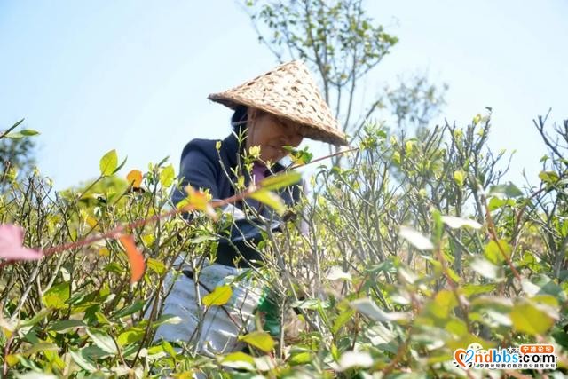 巍巍白马山，悠悠古茶韵，带你走进生态有机茶园-4.jpg