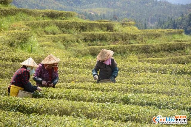 巍巍白马山，悠悠古茶韵，带你走进生态有机茶园-3.jpg
