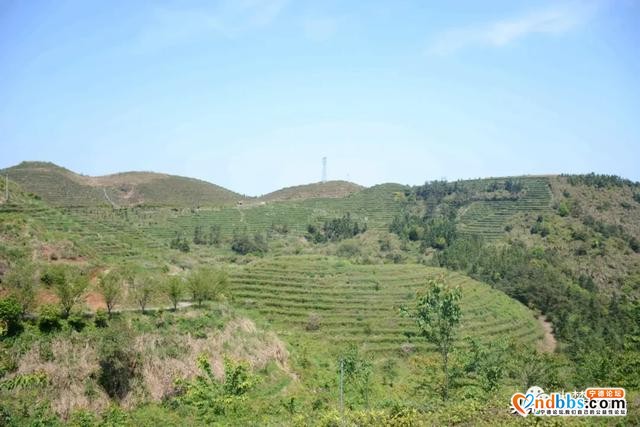 巍巍白马山，悠悠古茶韵，带你走进生态有机茶园-1.jpg