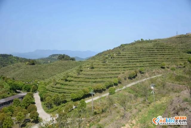 巍巍白马山，悠悠古茶韵，带你走进生态有机茶园-5.jpg