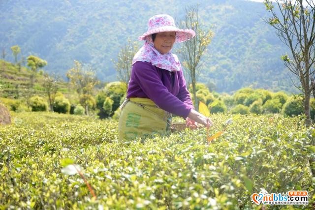 巍巍白马山，悠悠古茶韵，带你走进生态有机茶园-2.jpg