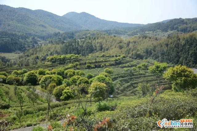 巍巍白马山，悠悠古茶韵，带你走进生态有机茶园-6.jpg