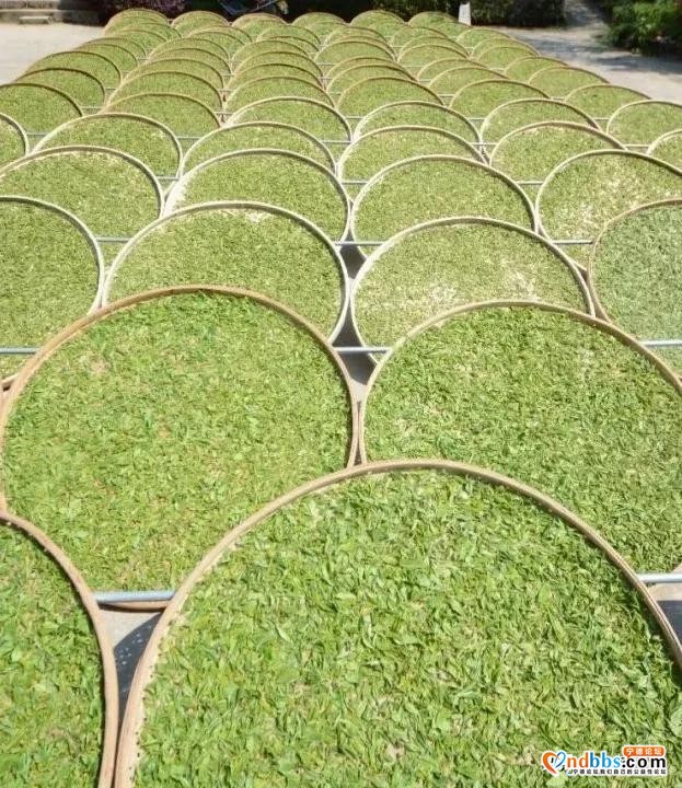 巍巍白马山，悠悠古茶韵，带你走进生态有机茶园-9.jpg