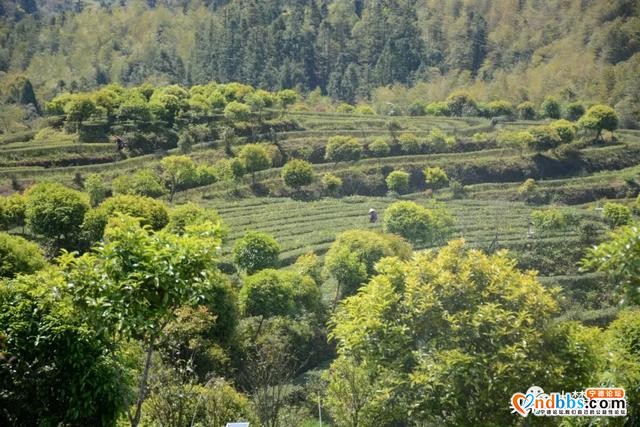 巍巍白马山，悠悠古茶韵，带你走进生态有机茶园-7.jpg