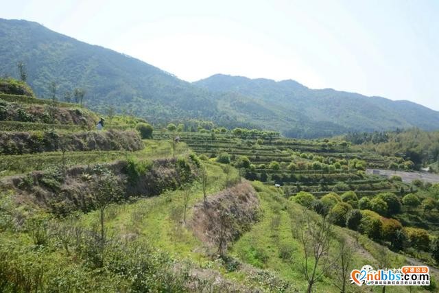 巍巍白马山，悠悠古茶韵，带你走进生态有机茶园-15.jpg