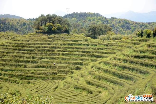 巍巍白马山，悠悠古茶韵，带你走进生态有机茶园-13.jpg