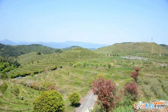 巍巍白马山，悠悠古茶韵，带你走进生态有机茶园-12.jpg