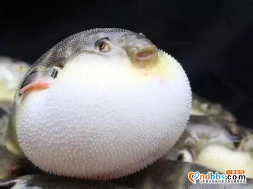 紧急提醒｜食用自捕河豚鱼，宁德市发生两起食物中毒事件-1.jpg