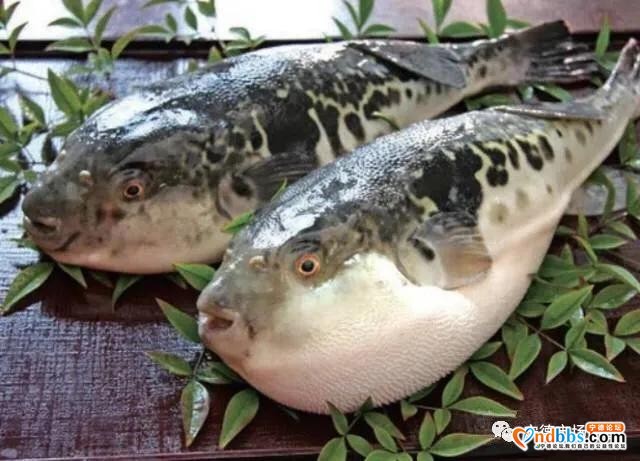 紧急提醒｜食用自捕河豚鱼，宁德市发生两起食物中毒事件-2.jpg