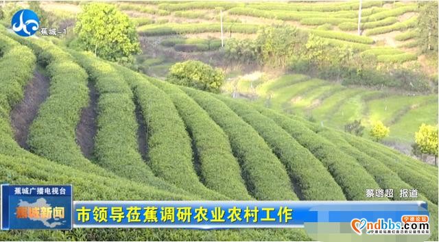 蕉城农业农村工作如何提升？市领导到蕉城调研时这样说-3.jpg