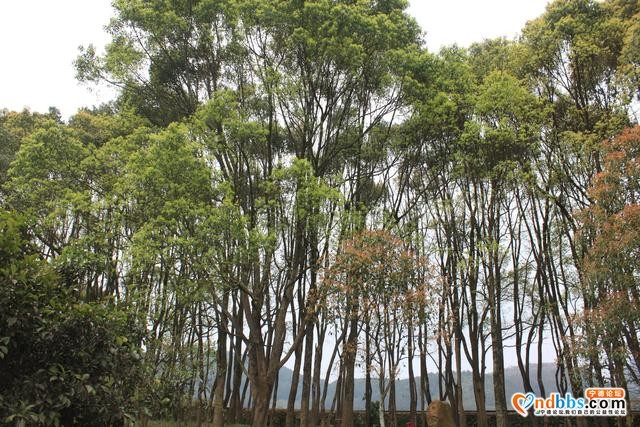 宁德蕉城霍童溪东北面外表村，两溪在这里交汇，溪沿岸青山绿水-13.jpg