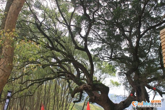 宁德蕉城霍童溪东北面外表村，两溪在这里交汇，溪沿岸青山绿水-15.jpg