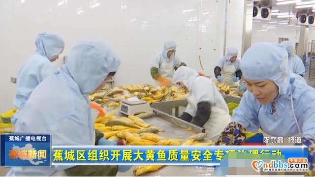 守护舌尖上的安全！蕉城区开展大黄鱼质量安全专项治理行动-2.jpg