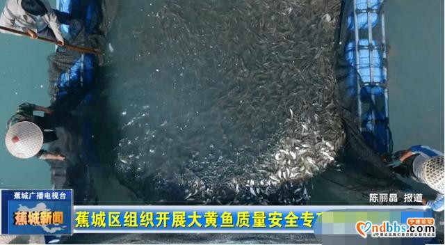 守护舌尖上的安全！蕉城区开展大黄鱼质量安全专项治理行动-1.jpg