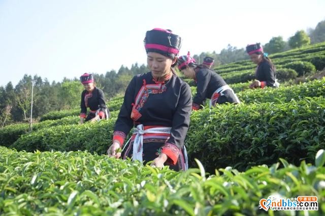乡村要振兴，产业须复兴，九仙村的这波操作666-1.jpg