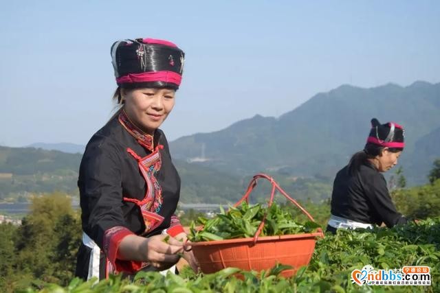 乡村要振兴，产业须复兴，九仙村的这波操作666-3.jpg