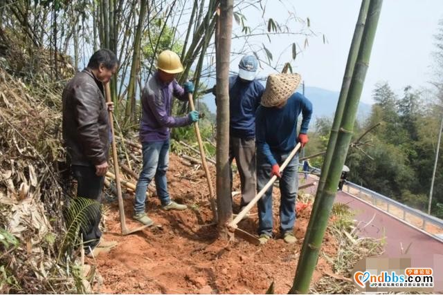 镜台山林相改造，颜值提升几度？现场给答分-7.jpg