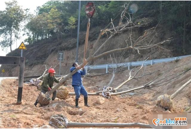 镜台山林相改造，颜值提升几度？现场给答分-5.jpg
