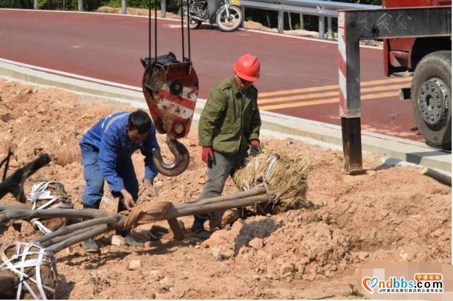 镜台山林相改造，颜值提升几度？现场给答分-4.jpg