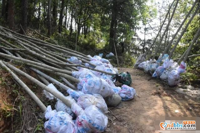 镜台山林相改造，颜值提升几度？现场给答分-10.jpg