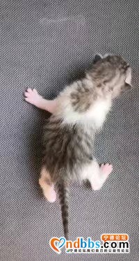 有偿领养猫，要的来，我猫太多了，无能为力-5.jpg
