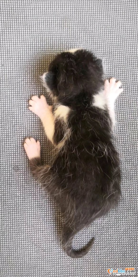 有偿领养猫，要的来，我猫太多了，无能为力-3.jpg