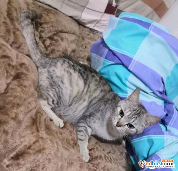 有偿领养猫，要的来，我猫太多了，无能为力-2.jpg