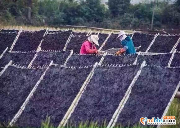中国最美滩涂霞浦紫菜-4.jpg
