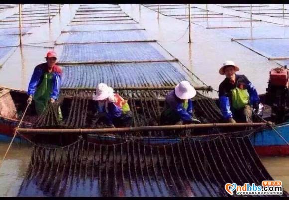 中国最美滩涂霞浦紫菜-3.jpg