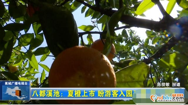 夏未至，夏橙已至！八都镇这个村的夏橙等您来采摘-4.jpg