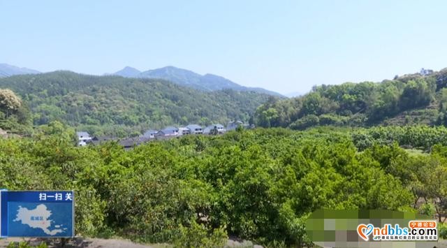 夏未至，夏橙已至！八都镇这个村的夏橙等您来采摘-1.jpg