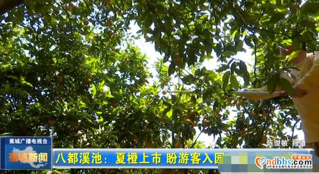 夏未至，夏橙已至！八都镇这个村的夏橙等您来采摘-3.jpg