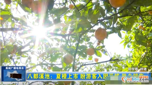 夏未至，夏橙已至！八都镇这个村的夏橙等您来采摘-2.jpg