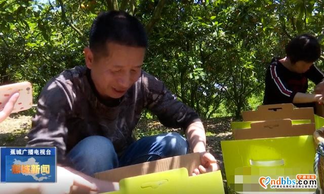 夏未至，夏橙已至！八都镇这个村的夏橙等您来采摘-7.jpg