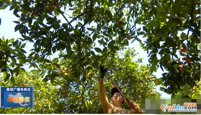 夏未至，夏橙已至！八都镇这个村的夏橙等您来采摘-11.jpg